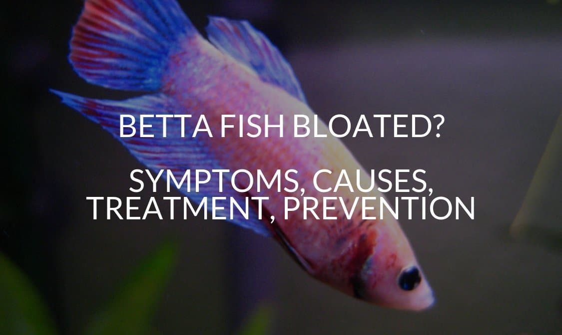 Why is My Betta Fish Bloated Causes Symptoms And Prevention? - Fishn ...