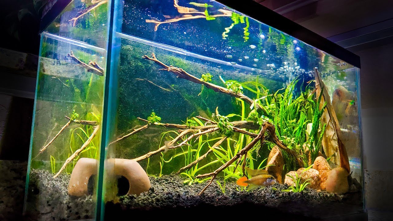 How To Set Up A 10 Gallon Aquarium Fishn Addiction