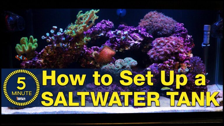 How to Setup a Saltwater Aquarium?