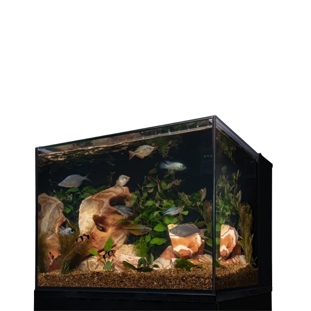 what-size-heater-for-29-gallon-aquarium-fishn-addiction