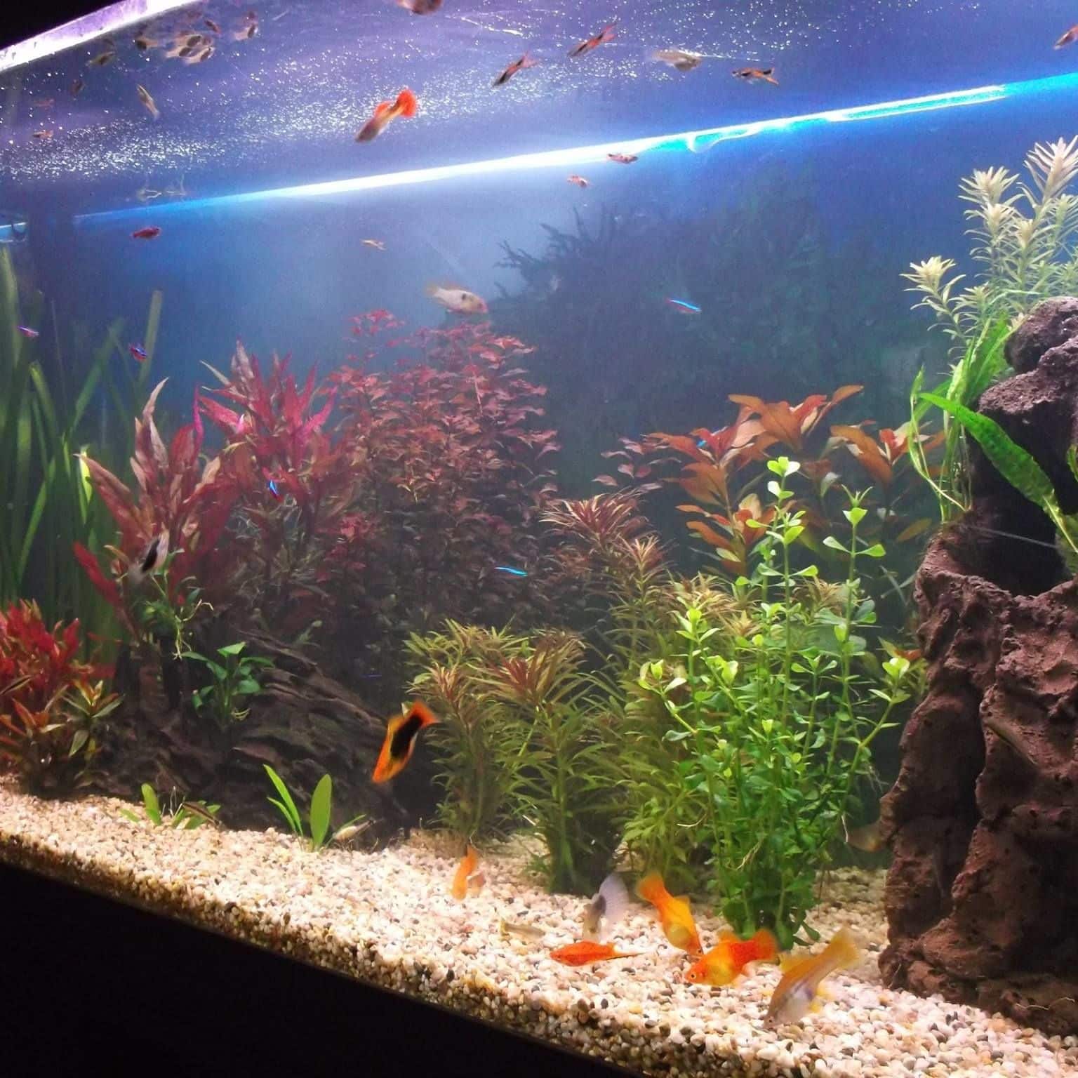 How to Get Rid of Bacterial Bloom in Aquarium? - Fishn Addiction