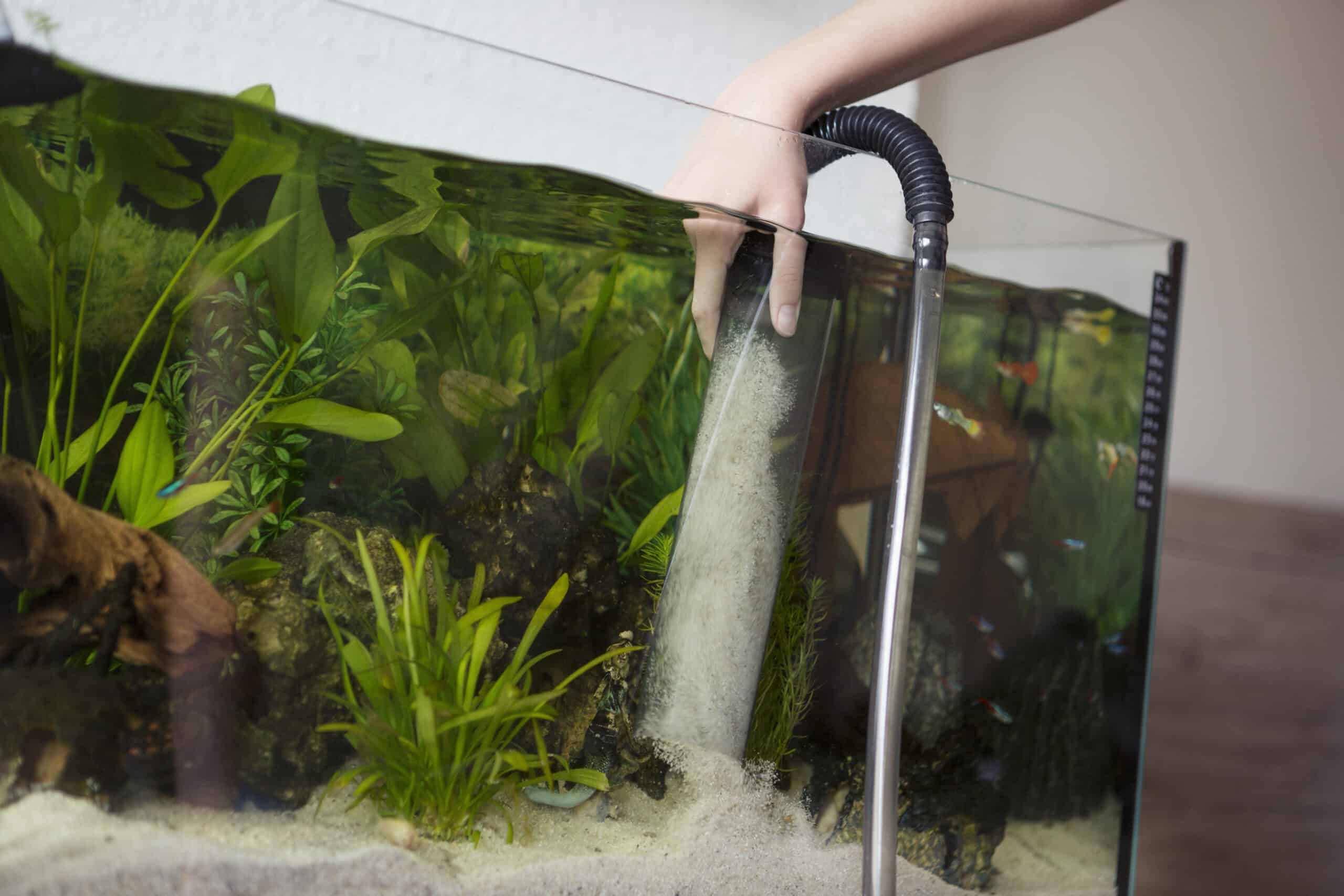 how-to-clean-aquarium-gravel-fishn-addiction