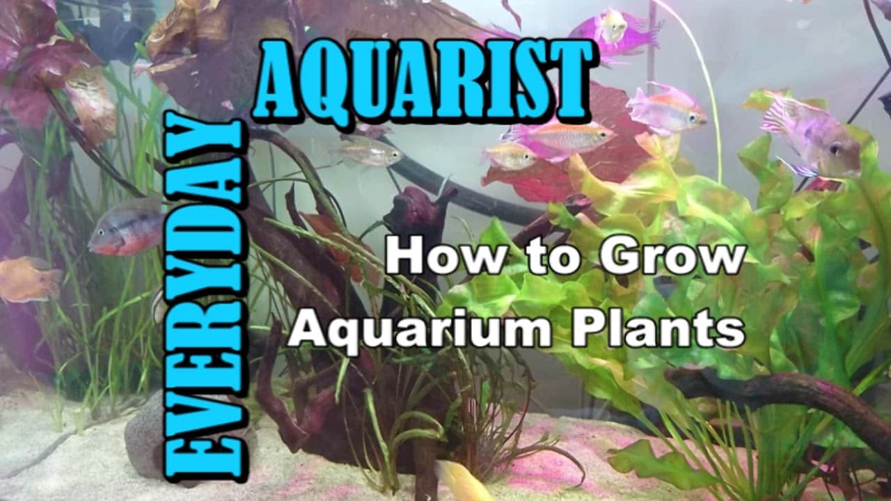 how-to-keep-aquarium-plants-alive-fishn-addiction